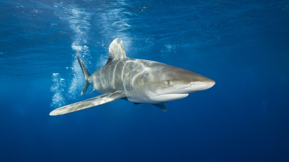Segunda mulher morta por tubarão no Mar Vermelho — RT World News