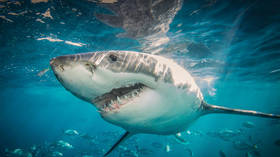 Cidade registra primeiro ataque fatal de tubarão em quase 60 anos