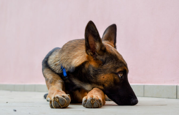 Cães podem chorar quando se reúnem com donos – estudo – RT World News