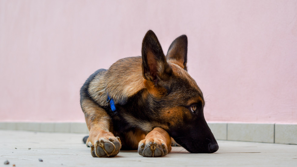 Cães podem chorar quando se reúnem com donos – estudo – RT World News