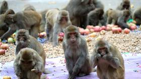 Agência Fauci criticada por estudo de macacos trans