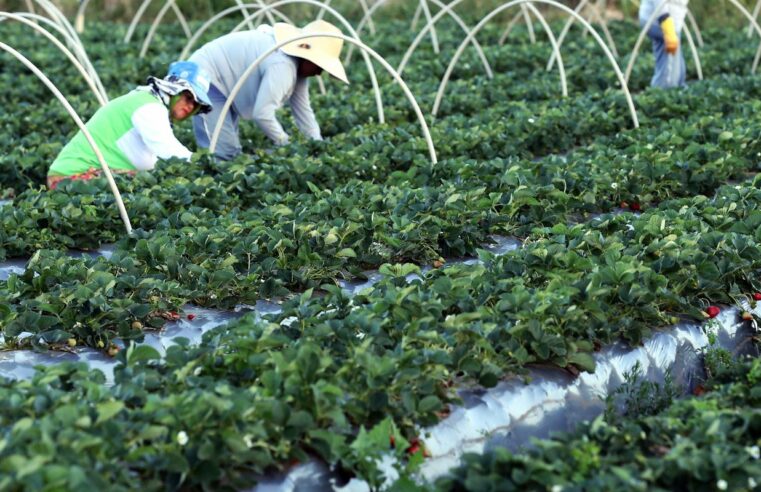 Agricultores têm perfil personalizado na plataforma Gov.br