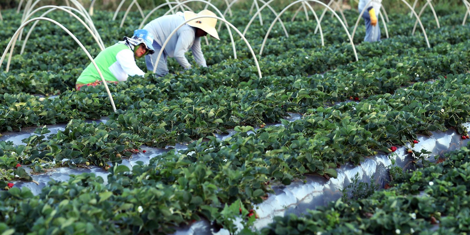 Agricultores têm perfil personalizado na plataforma Gov.br