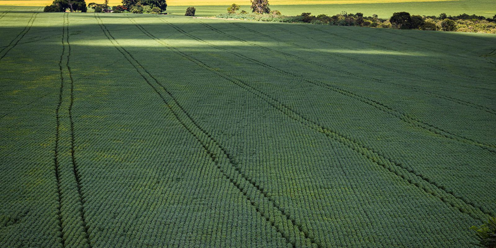 Produtores querem mostrar sustentabilidade da agropecuária na COP27