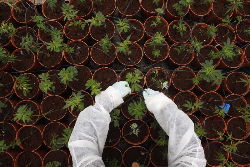 Medicamento de cannabis começa a ser vendido por delivery no País Por Estadão Conteúdo
