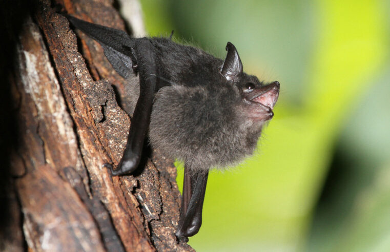 Morcegos não são culpados pelo Covid-19 – estudo – RT World News