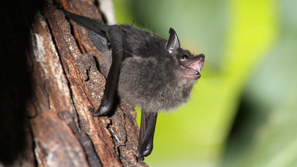 Morcegos não são culpados pelo Covid-19 – estudo – RT World News