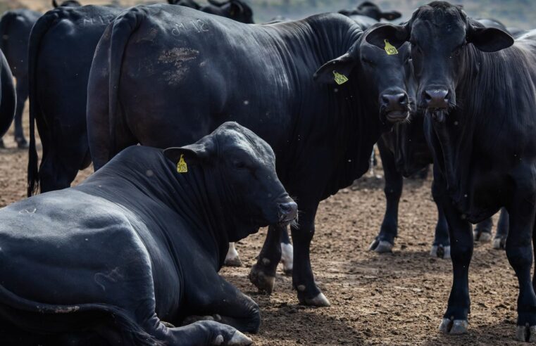 Rebanho bovino nacional teve aumento de 3,1% em 2021