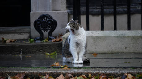 10 gato de Downing Street faz oferta de PM