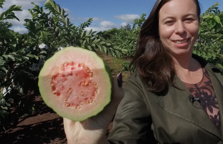 Goiaba produzida no norte do Paraná ganha o mundo