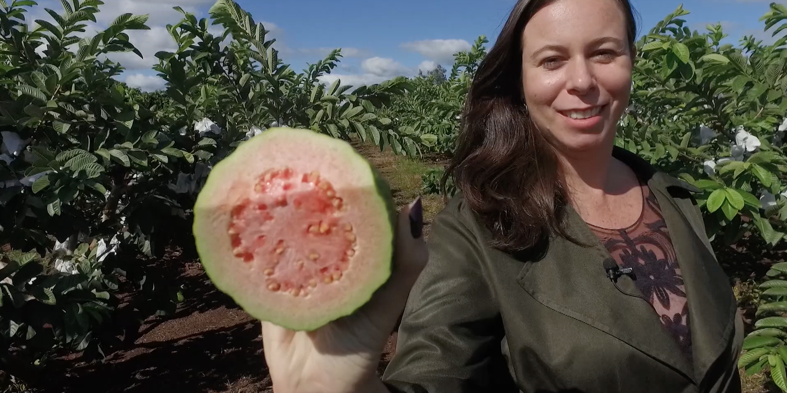 Goiaba produzida no norte do Paraná ganha o mundo