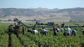 Agricultores dos EUA precisam de migrantes para 'colher colheitas' – Pelosi