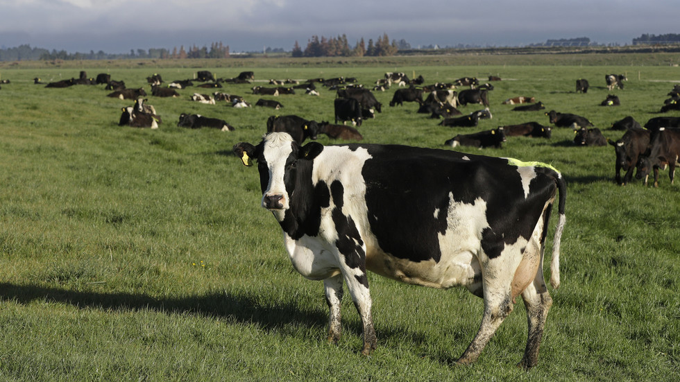 Nova Zelândia divulga plano para taxar peidos de vaca – RT World News